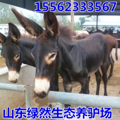 肉驴价2016年会掉吗？德州驴 庆阳驴 广灵驴零售价格