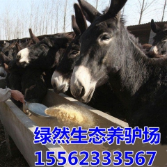 2016年养肉驴五十头大概要多少成本费用！庆阳驴 德州驴养殖...