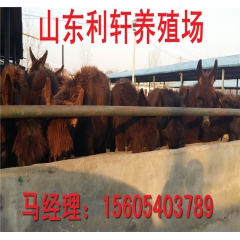 优良肉驴种驴苗 德州驴三粉驴乌头驴庆阳驴