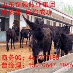 内蒙古肉驴 甘肃庆阳驴 肉驴养殖 肉驴利润 庆阳驴效益 养驴...