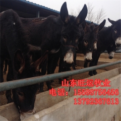 乌头驴价格  肉驴养殖场 出售 德州驴多少钱 庆阳驴 免费运...