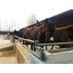 养殖的肉驴_江西养殖德州驴 庆阳驴 肉驴驹养殖技术