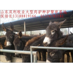 供应改良肉驴苗、德州驴 乌头驴 东北驴 新疆驴 庆阳驴 育肥...