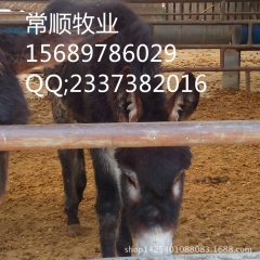 肉驴 价格  育肥德州驴 乌头驴 庆阳驴 新疆驴 关中驴
