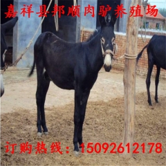 【庆阳驴养殖场】庆阳驴养殖基地/出售优质庆阳驴