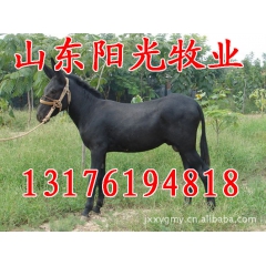 供应沁阳驴，庆阳驴，新疆驴各种肉驴