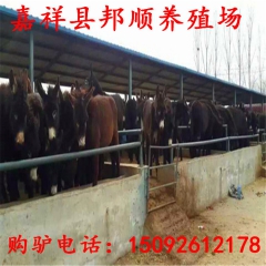 养殖100只庆阳驴投资，生财有道养庆阳驴