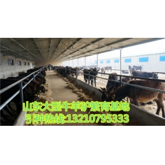 养驴的哪里适合养殖庆阳驴 ，育肥庆阳驴市场批发价格