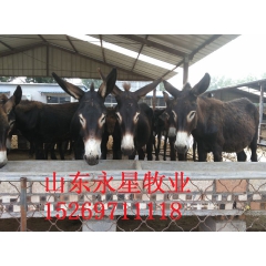 供应庆���驴 关中驴 育肥肉驴苗市场批发价格 山东德州驴养...