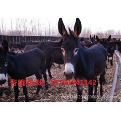 庆阳驴 毛驴价格  毛驴养殖