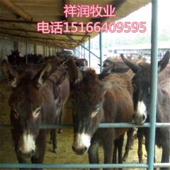 出售驴苗 德州驴价格 新疆 肉驴正规养殖场 华北驴 肉驴价格