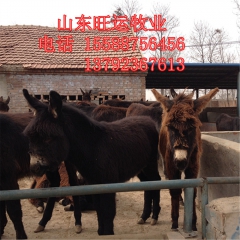 新疆驴 三粉小毛驴 小肉驴 凯里出售肉驴黑驴养殖 德州 华北...