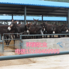 出售驴苗新疆驴 关中驴 华北驴 云南驴免费运送到家 养驴技术