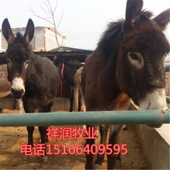 新疆驴 常年出售肉驴苗 德州驴苗 华北驴 多少钱一头