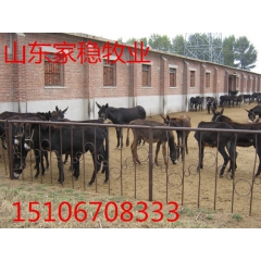 华北驴价格,哪里出售华北驴