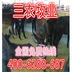 大型肉驴养殖场供应优质肉驴苗种驴德州驴华北驴