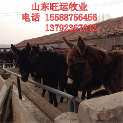 三粉小毛驴 小肉驴 修文出售肉驴黑驴养殖 德州 华北驴 新疆...