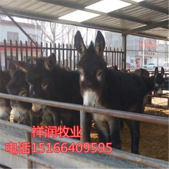 新疆驴 常年出售肉驴苗 德州驴苗 华北驴 价格多少钱