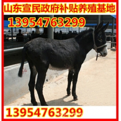205养殖肉驴行情如何 养殖驴苗的效益 售云南驴 华北驴 德...