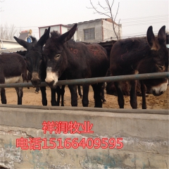 德州驴 华北驴 那个品种好 一头可以赚多少钱 乌头 三粉 佳...