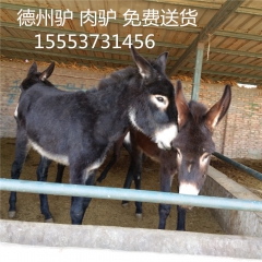肉驴养殖新疆驴 常年出售肉驴苗 德州驴苗 华北驴 价格多少钱