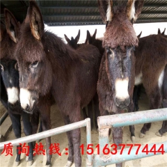 华北驴 杂交三粉驴小驴驹价格