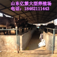 乌头驴多少钱 新疆 常年出售肉驴苗 德州驴苗 华北驴 价格多...