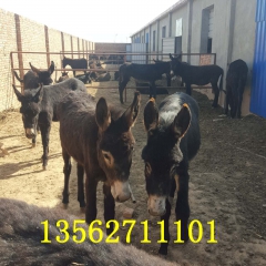 聚隆养驴场  大型肉驴养殖场供应优质肉驴苗种驴德州驴华北驴