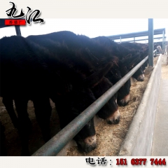 山东养肉驴肉质如何 养殖驴苗的效益 售云南驴 华北驴 德州驴