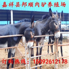 【华北驴养殖场】华北驴养殖基地/出售优质华北驴