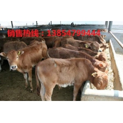 养驴场低价出售华北驴，种公馿，肉驴苗批发价格