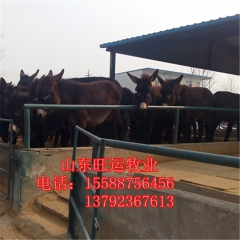 免费运输 华北驴 河北德州驴价格 乌头驴养殖利润 一头肉驴苗...
