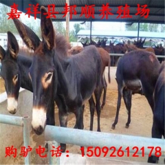 养殖100只华北驴投资，生财有道养华北驴