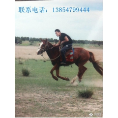 哪里出售华北驴 德州驴养殖效益高 养殖华北驴利润大吗
