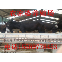 常年出售肉驴苗 德州驴苗 华北驴 价格多少钱