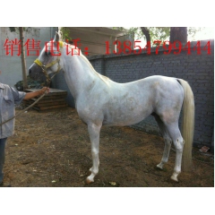 乌头驴小驴驹价格 低价出售肉驴华北驴 育肥华北馿