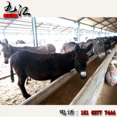 场家供应华北驴  新疆驴 德州驴 驴苗的价格