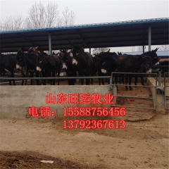 陆丰出售肉驴黑驴养殖 德州 华北驴 新疆驴 三粉小毛驴 小肉...