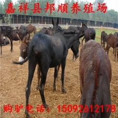 德州驴 华北驴 那个品种好 一头可以赚多少钱 乌头驴 三粉驴...