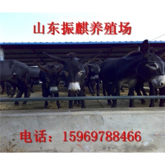 德州驴 华北驴 那个品种好 一头可以赚多少钱 乌头驴 三粉驴
