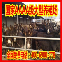 肉驴养殖 华北驴 德州驴 关中驴 加米驴 新疆驴 山东养驴基...