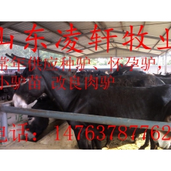 济宁肉驴联合养殖场   德州驴三粉驴  小驴驹 华北驴 大型...