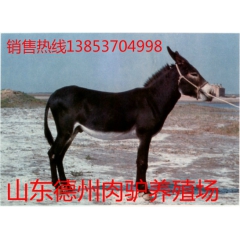 改良肉驴价格 肉驴品种 德州驴 新疆驴 关中驴华北驴 肉驴养...