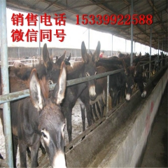 十大优质肉驴品种 德州驴 华北驴 三粉驴 乌头驴