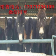 养殖肉驴效益分析肉驴品种有哪些  德州驴 华北驴 关中驴价格