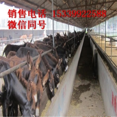 正规养殖场出售各种肉驴 德州驴 华北驴