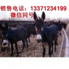 山东养殖场出售优质肉驴苗  品种齐全  德州驴 华北驴 三粉...