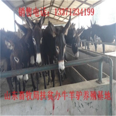 科学养殖肉驴能提高肉驴出栏效益  养驴技术 德州驴 华北驴