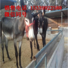 一头肉驴苗多少钱 肉驴苗养殖成本 德州驴 华北驴