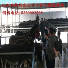 华北驴 常年出售肉驴苗 德州肉驴多少钱 量大包运输